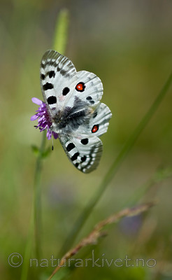 BB 12 0254 / Knautia arvensis / Rødknapp <br /> Parnassius apollo / Apollosommerfugl